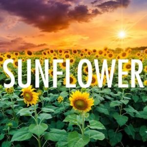 Meet your Posher, Lexi